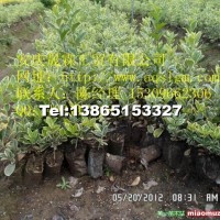 金邊黃楊容器苗