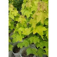 黃金楓小苗