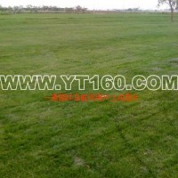 高羊茅早熟禾混播草坪