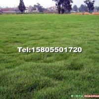矮生百慕大草坪