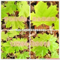 普林斯頓黃金楓小苗