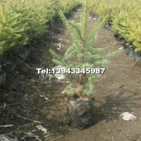 云杉營(yíng)養(yǎng)缽