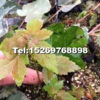 美國紅楓扦插苗
