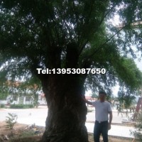 刺槐型號原生冠