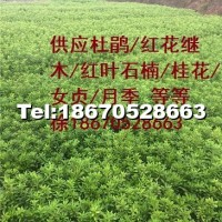 湖南毛杜鵑價(jià)格