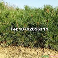 營養(yǎng)袋白皮松