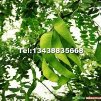 皂角樹苗