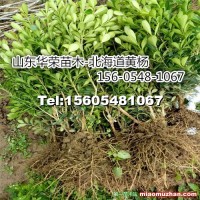 叢生北海道黃楊