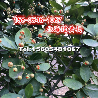 出售1.2米叢生北海道黃楊價(jià)格