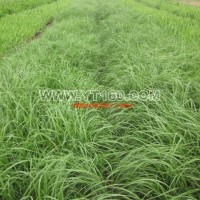 營養(yǎng)缽狼尾草