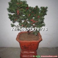 紅豆杉盆栽
