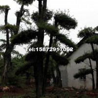 對(duì)節(jié)白蠟高樁盆景