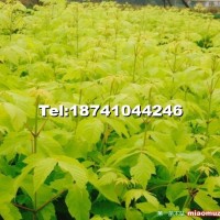 金葉復(fù)葉槭小苗