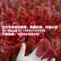 美國紅楓秋火焰