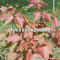 紅葉復(fù)葉槭