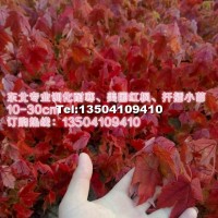美國(guó)紅楓秋火焰小苗
