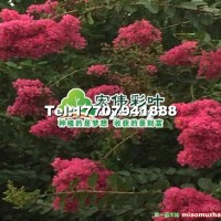 超級速生玫紅紫薇