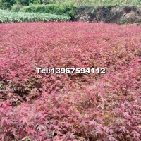 籽播小紅楓當年苗
