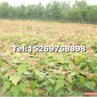 美國(guó)紅楓幼苗