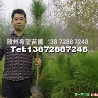 濕地松營(yíng)養(yǎng)杯苗