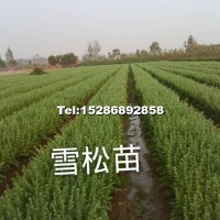 雪松小苗