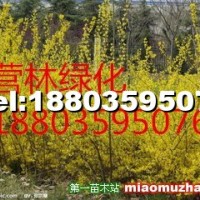 供應山西10-15公分連翹小苗價格