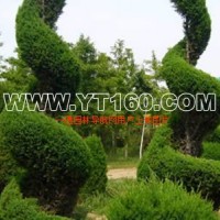 河南檜柏，河南檜球，河南檜柏12生肖造型