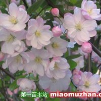 八棱海棠樹(shù)