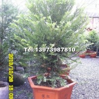 盆景紅豆杉
