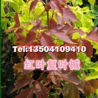 紅葉復(fù)葉槭小苗