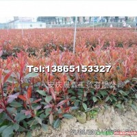 紅葉石楠容器苗