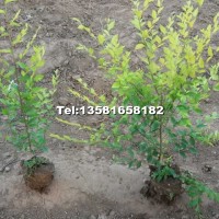 營養(yǎng)杯金葉榆