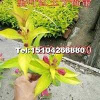 金葉紅王子錦帶