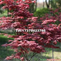 粉紅佳人櫻 2019新品種櫻花