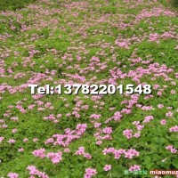 大量銷(xiāo)售紅花草