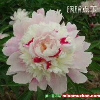 芍藥