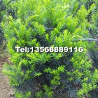 曼地亞紅豆杉盆景