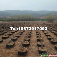 對(duì)節(jié)白蠟盆景