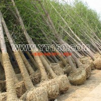 銀杏實(shí)生樹