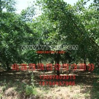 銀杏嫁接樹(shù)