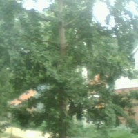 銀杏實(shí)生樹