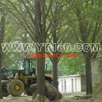 嫁接銀杏樹(shù)