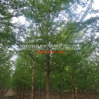 銀杏實(shí)生樹