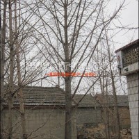 嫁接銀杏樹(shù)