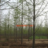 銀杏實(shí)生樹