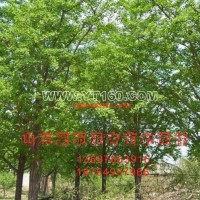 實(shí)生銀杏樹(shù)