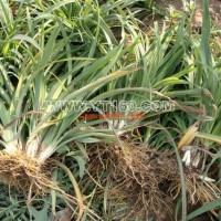 大量供應(yīng)萱草