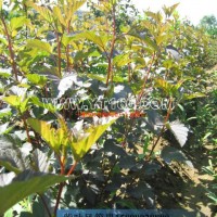 紫葉風(fēng)箱果