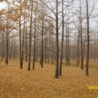 銀杏實(shí)生樹