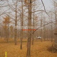 實(shí)生銀杏樹